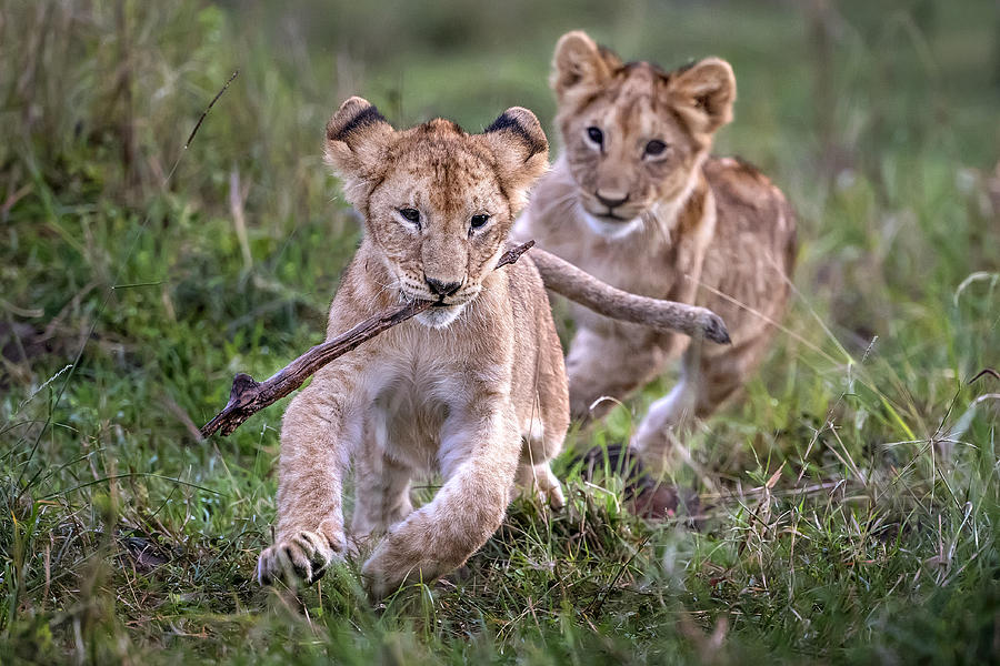 Wildlife Photograph - Lion Cubs Playing by Xavier Ortega