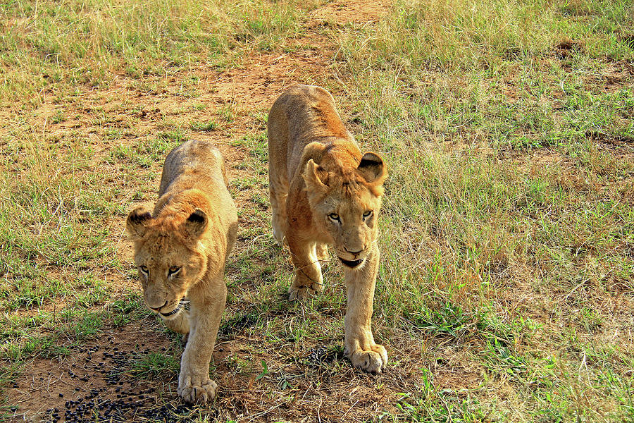 Lion Cubs Photograph by Richard Krebs