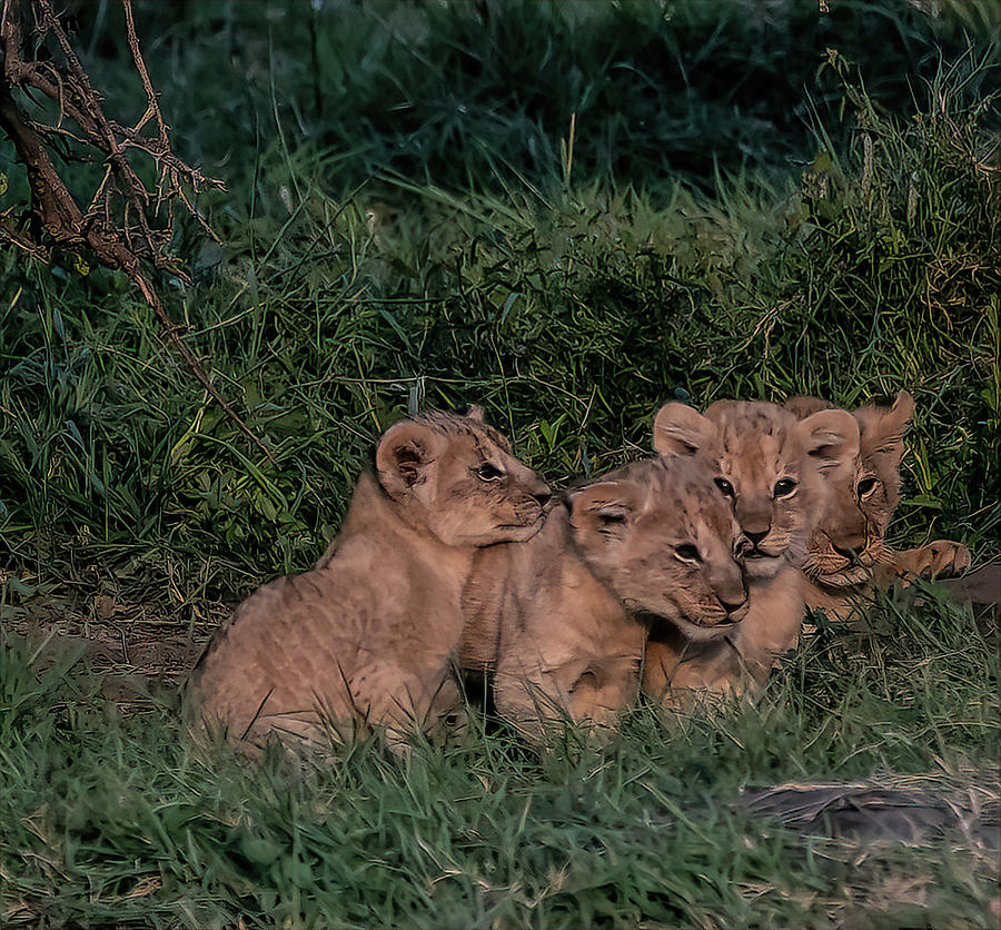 Lion Cubs Photograph by Roni Chastain
