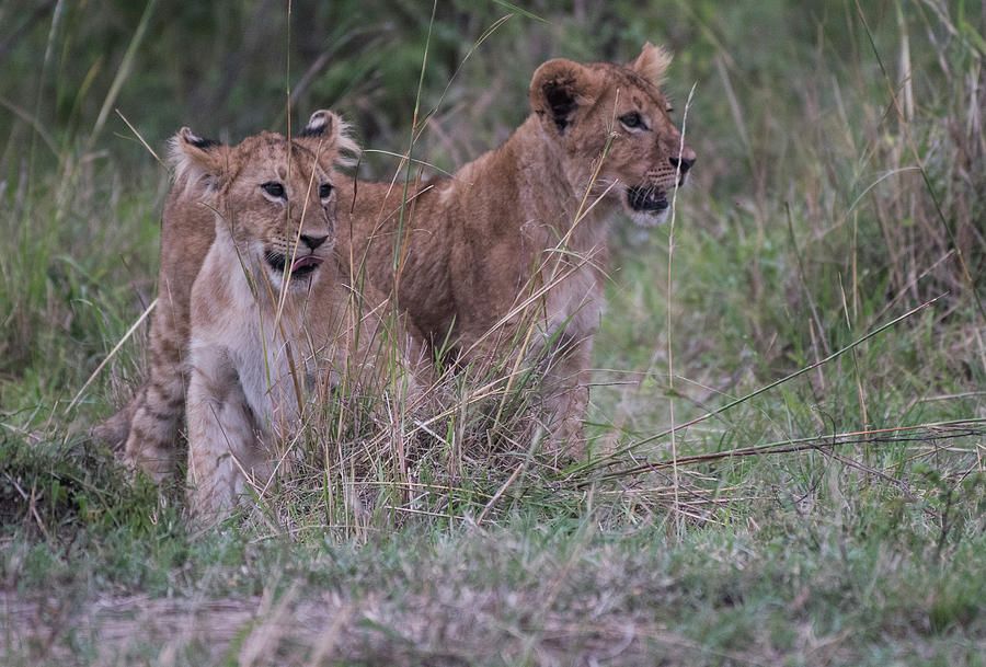 Lion Cubs - Maasai Mara Photograph by Steve Somerville
