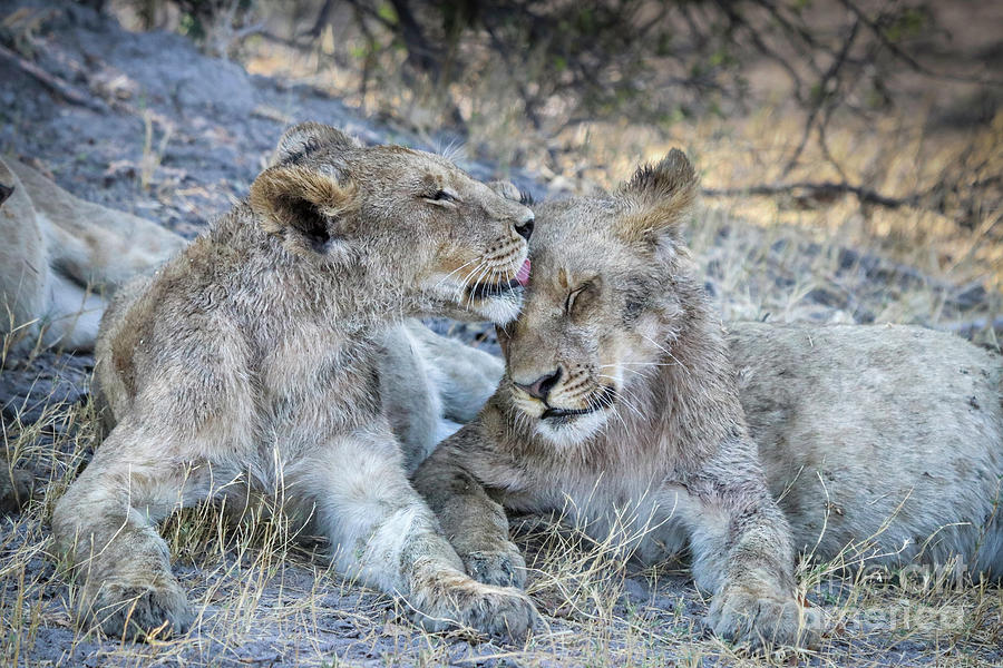 Lion Cubs Photograph by Timothy Hacker