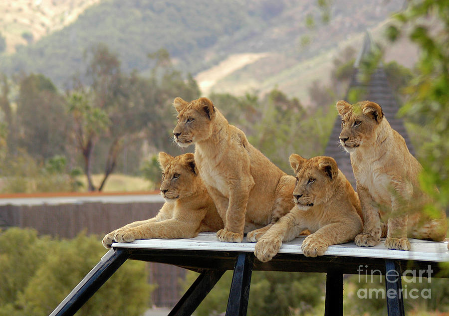 Lion cubs waiting for mom and dad to get back. Photograph by Gunther Allen