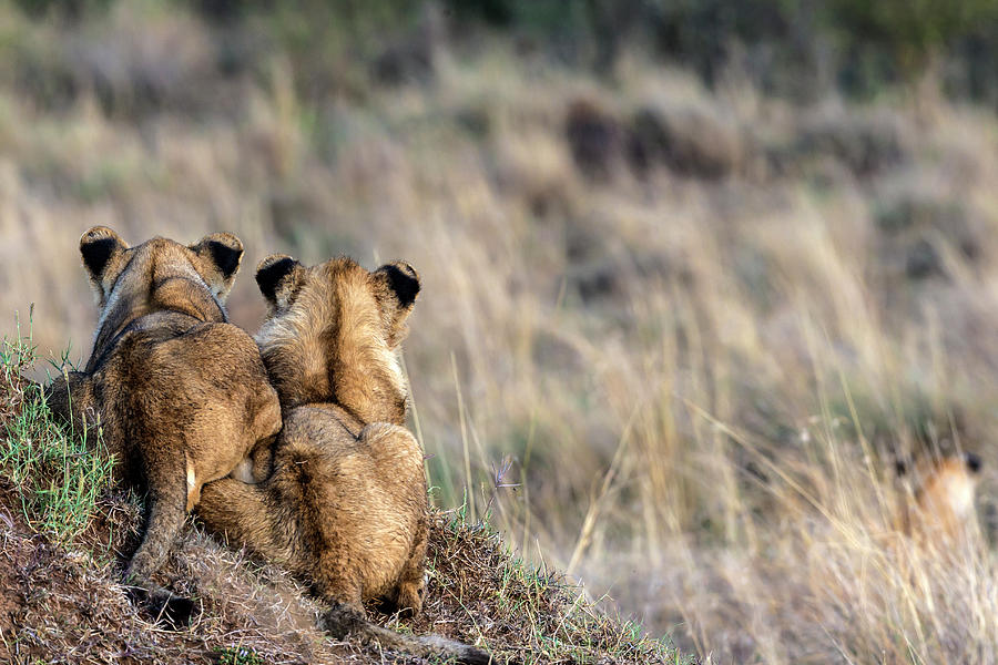 Lion Cubs Watching Photograph by Manoj Shah