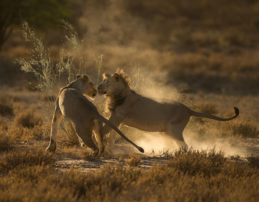 Lion Delight Photograph by Jaco Marx