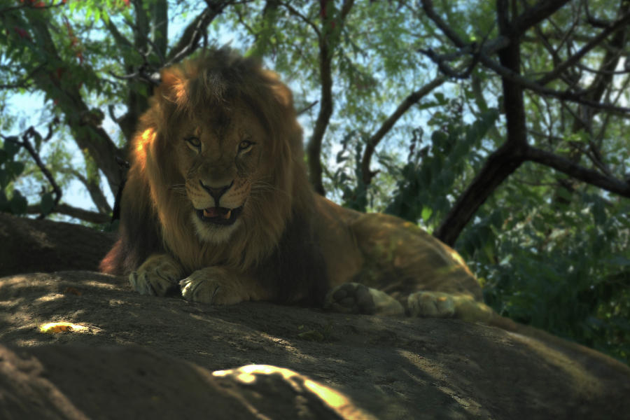 Lion Domain Photograph By Eric Welch - Fine Art America