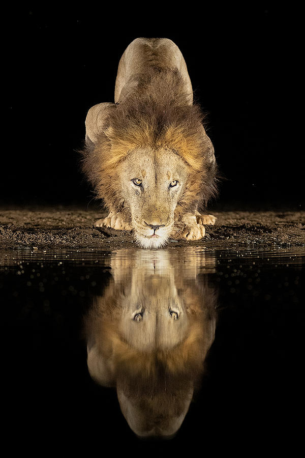 Lion Drinking At Night Photograph by Joan Gil Raga