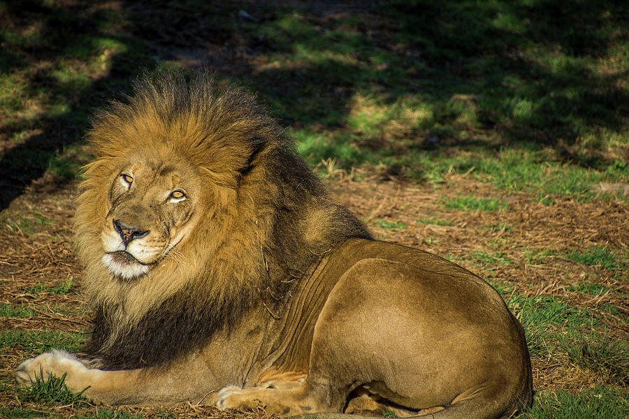 Lion Enjoying the Afternoon Sun Photograph by Donald Pash