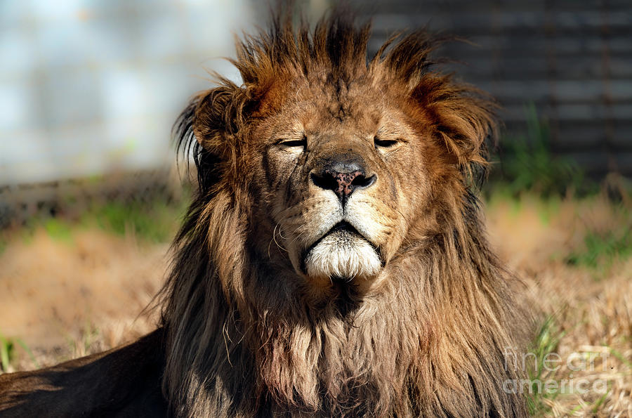 Lion enjoying the morning sun Photograph by Sam Rino
