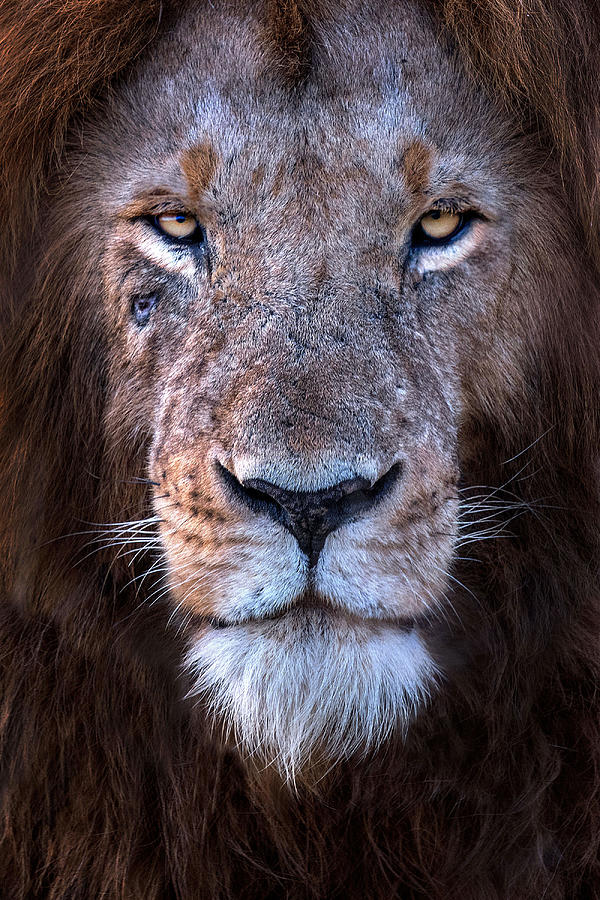 Lion Eye To Eye Photograph by Xavier Ortega