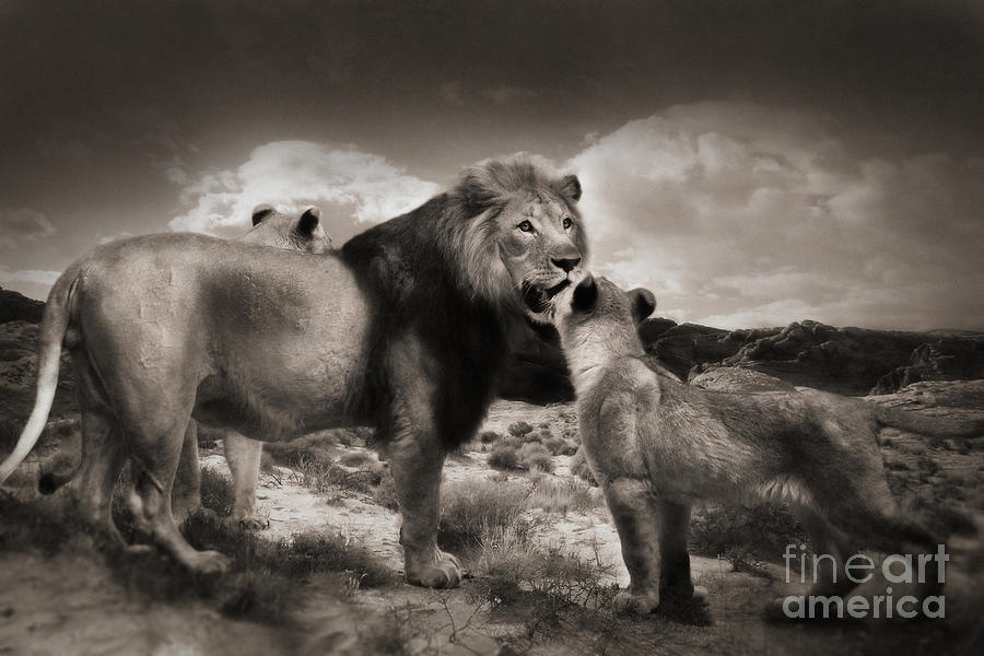 Lion family Photograph by Christine Sponchia