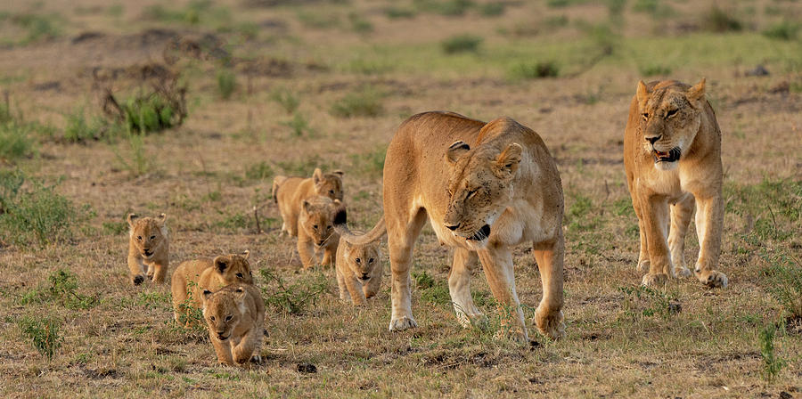 Lion family Photograph by Roni Chastain
