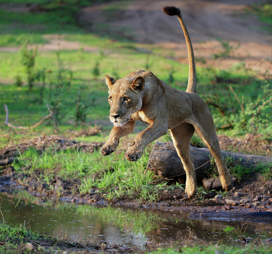 Lion, Female Jumping Over A Stream. Mana Pools National Photograph by ...