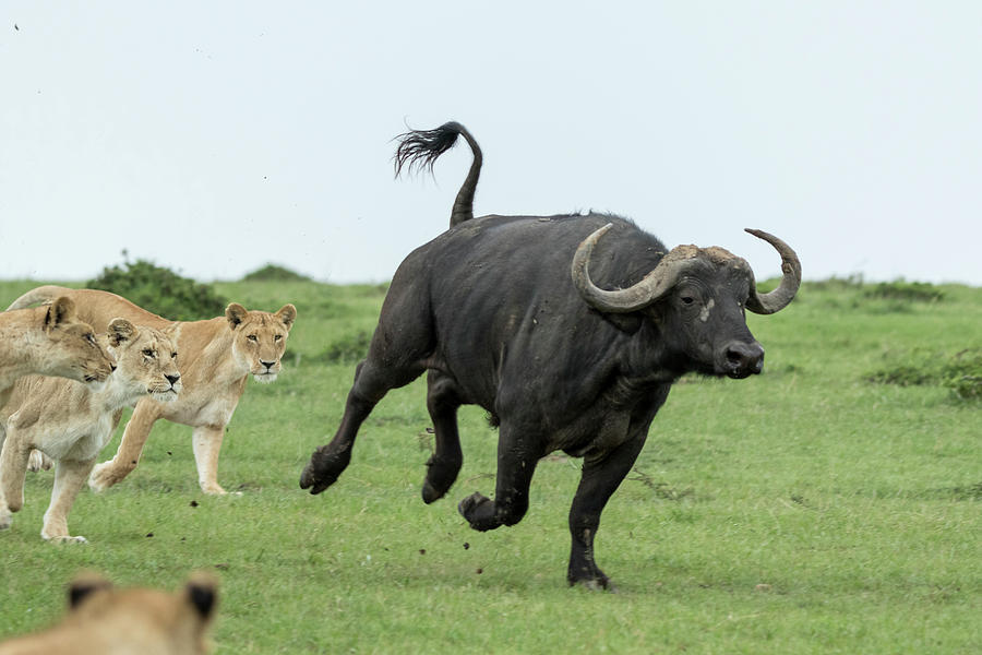 Lion Females Hunting Buffalo, Masai-mara, Kenya Photograph by Denis