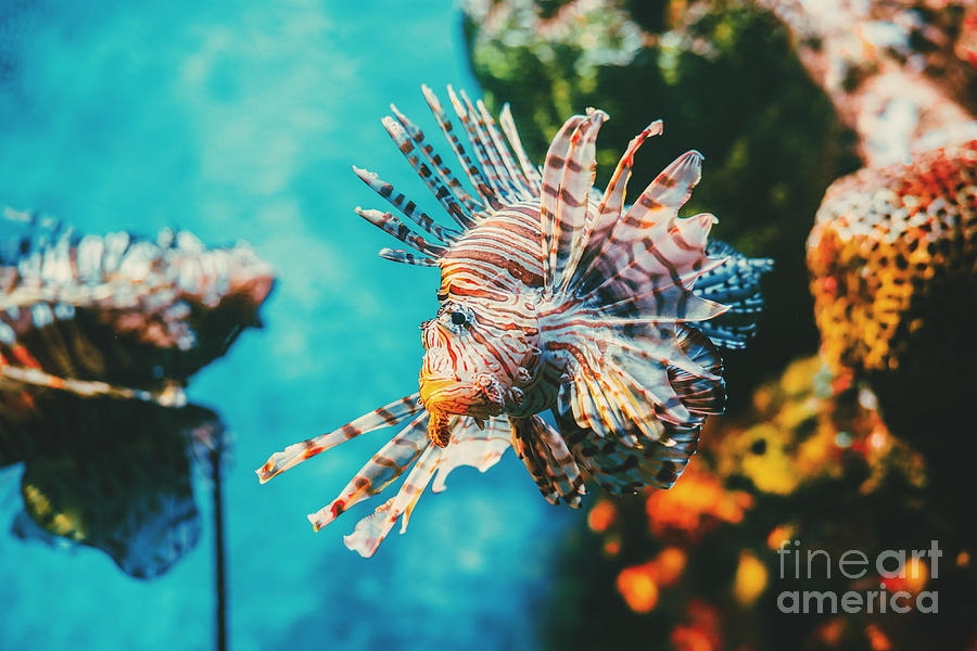 Deep Photograph - Lion Fish Hunting Among Coral Reefs by Nine tomorrows Deep Photograph - Lion Fish Hunting Among Coral Reefs by Nine tomorrows