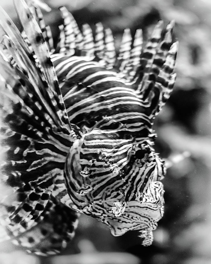 Lion Fish Photograph by Scott Wyatt