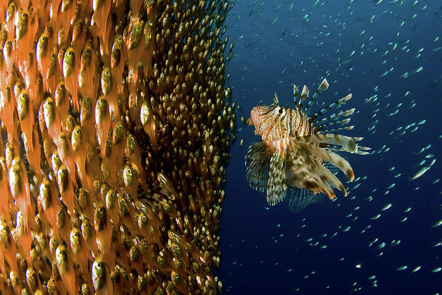 Lion Fish Staring At Its Lunch Photograph by Ilan Ben Tov