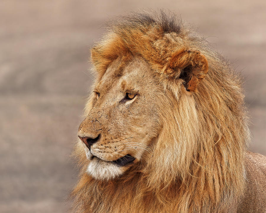 Lion Gazing Photograph by Lucie Gagnon