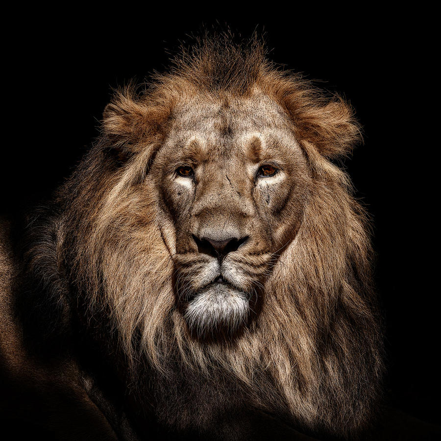 Lion Photograph by Georgios Tsikiridis
