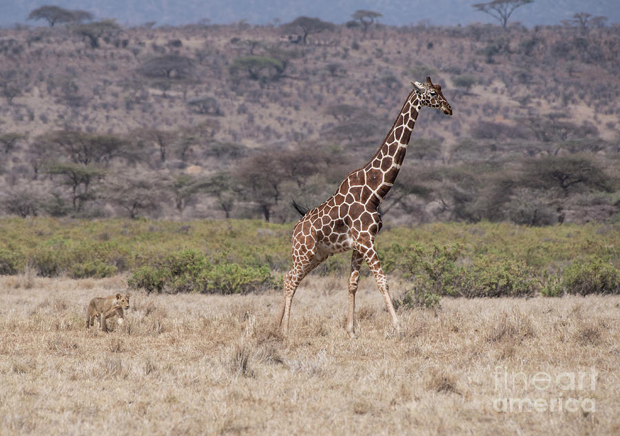 Lion-Giraffe-hunt-5796 Photograph by Steve Somerville