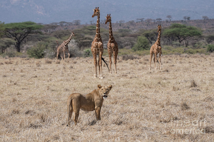 Lion-Giraffes-Samburu Photograph by Steve Somerville