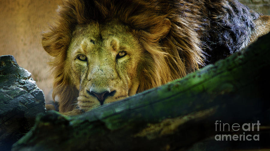 Lion Head Looking At Camera Photograph