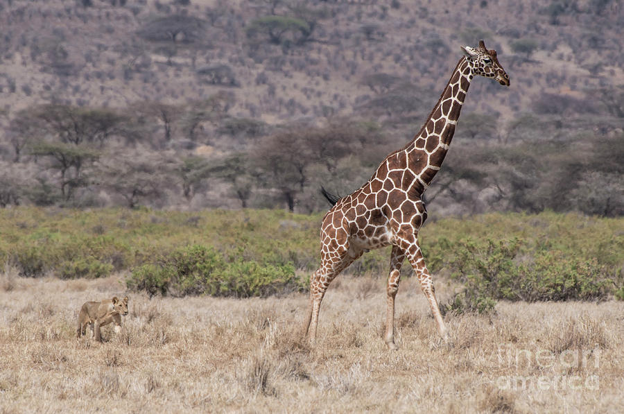 Lion-hunt-giraffe-Samburu-2-5796 Photograph by Steve Somerville