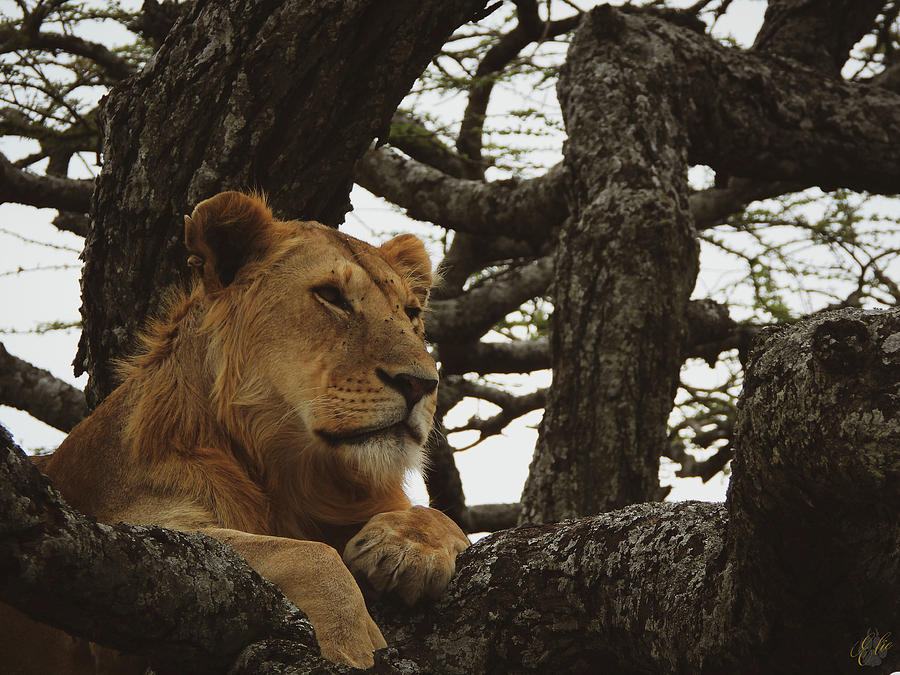 LION IN A TREE by Elie Wolf LION IN A TREE by Elie Wolf