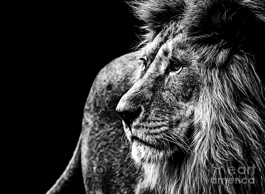 Big Photograph - Lion In Black And White by Joerg Huettenhoelscher Big Photograph - Lion In Black And White by Joerg Huettenhoelscher