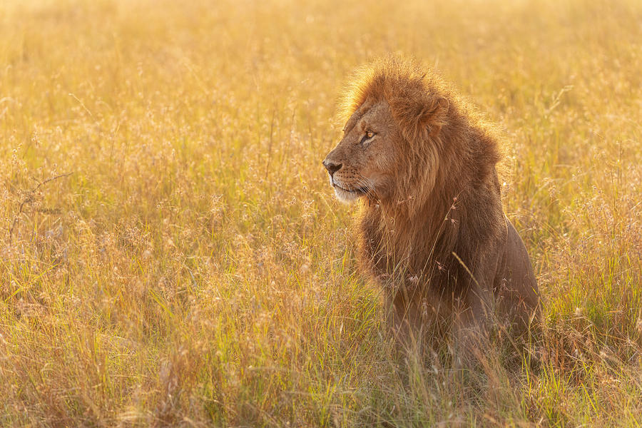 Lion In Honey Field Photograph by Alessandro Catta
