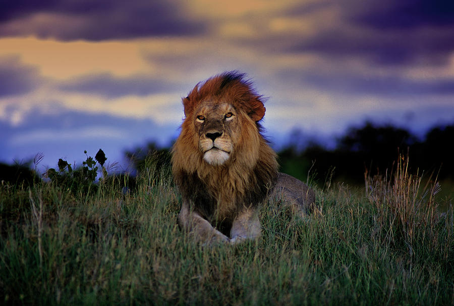 Lion In Masa Mara Kenya Photograph by Luis Davilla