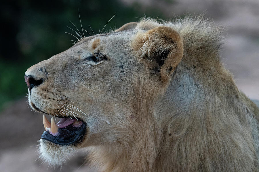 Lion in profile Photograph by Mark Hunter