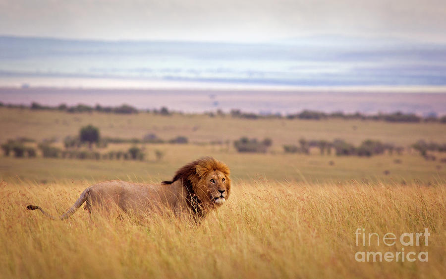 Lion In Savannah Photograph by Wldavies