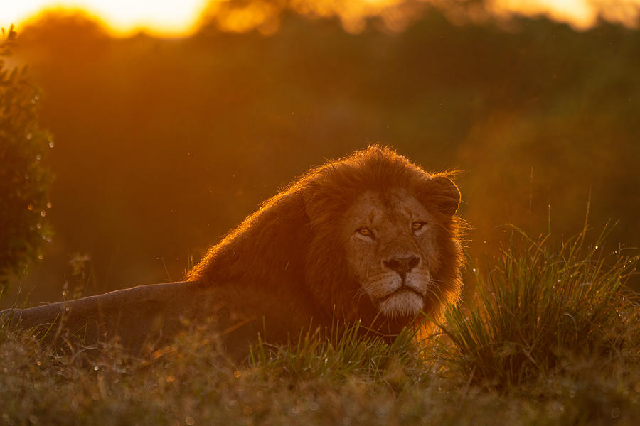 Nature Photograph - Lion In Sunrise by Daniel Katz