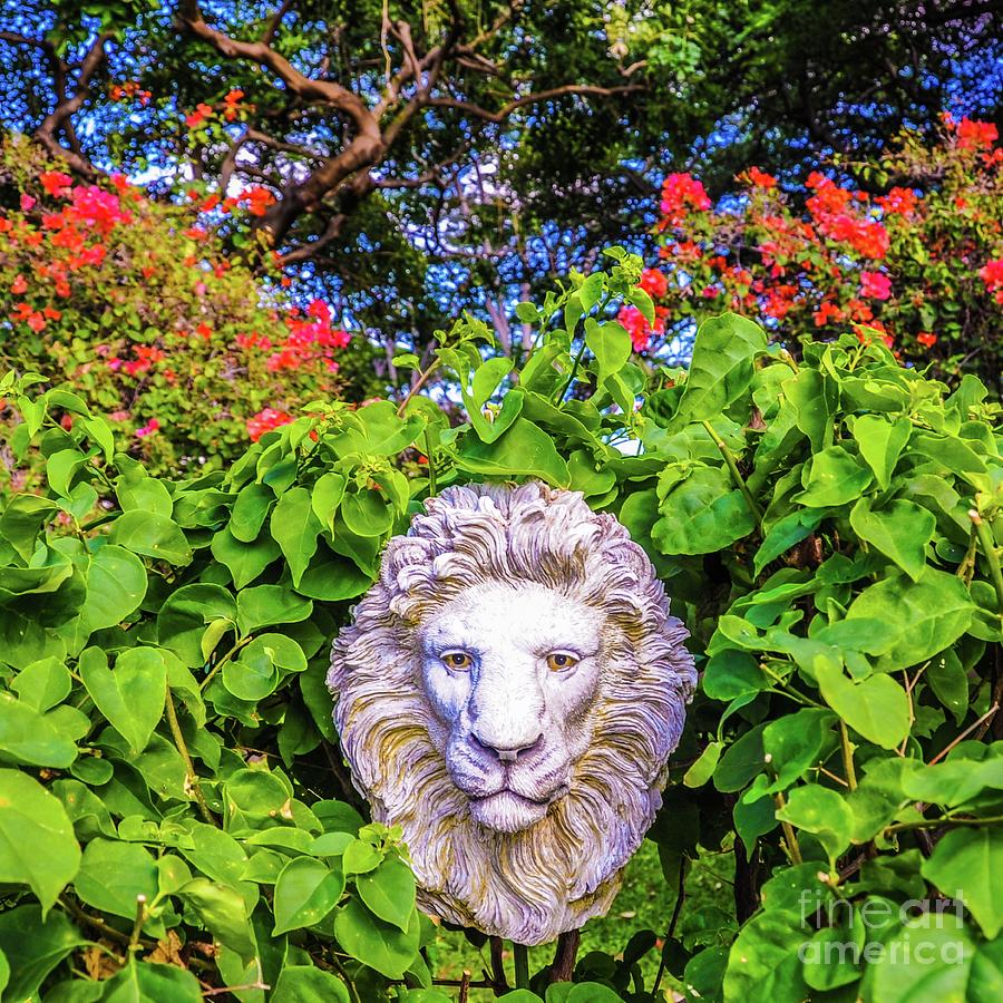 Lion Photograph - Lion In The Garden by D Davila