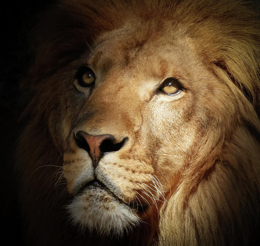 Lion In The Shadows Photograph by Athena Mckinzie - Pixels