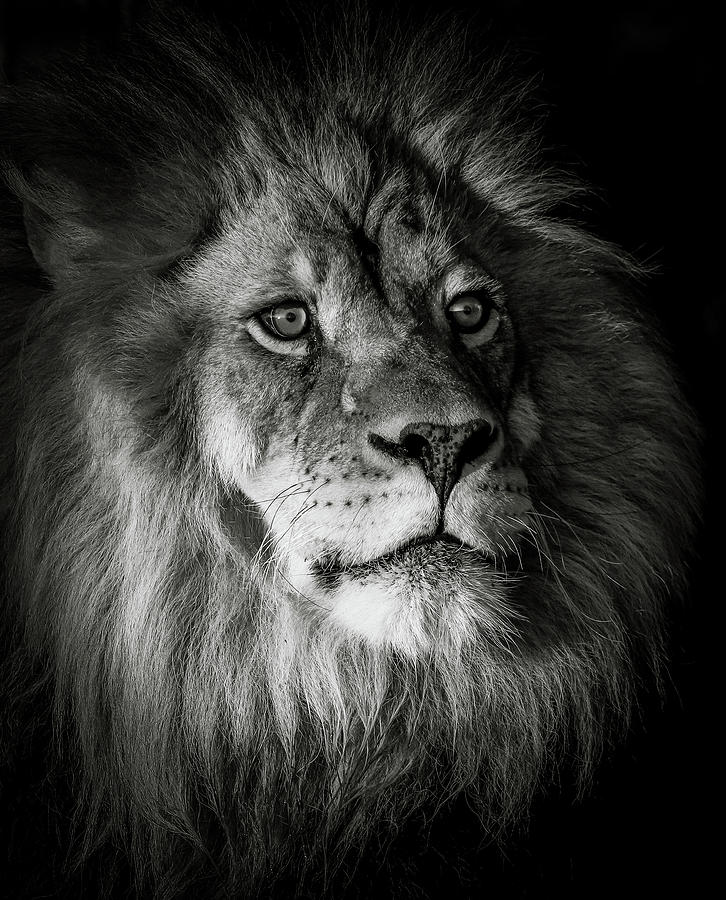 Lion In The Shadows BW Photograph by Athena Mckinzie