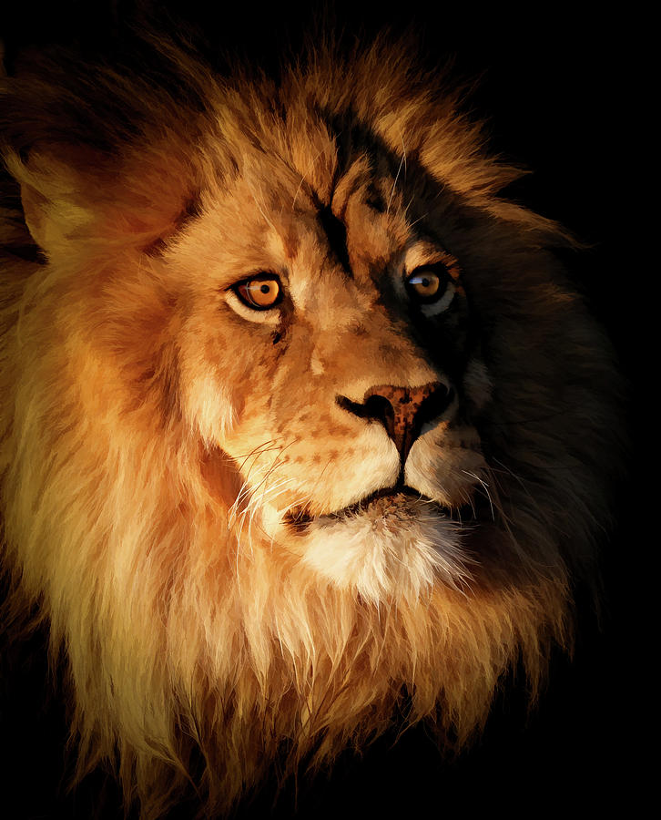 Lion In The Shadows X Photograph by Athena Mckinzie - Pixels