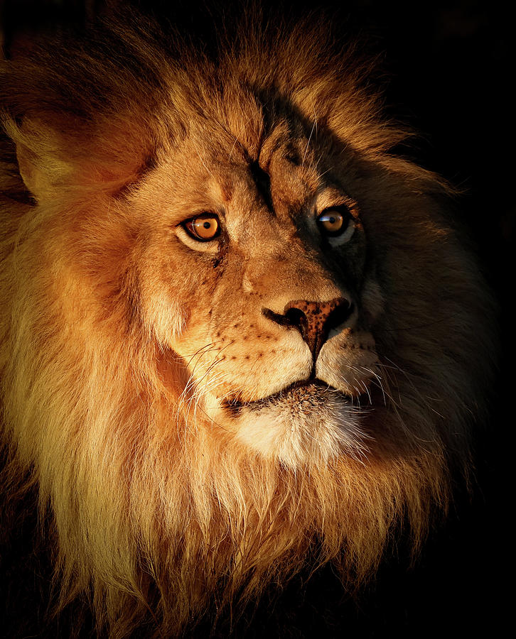Lion In The Shadows XV Photograph by Athena Mckinzie - Fine Art America