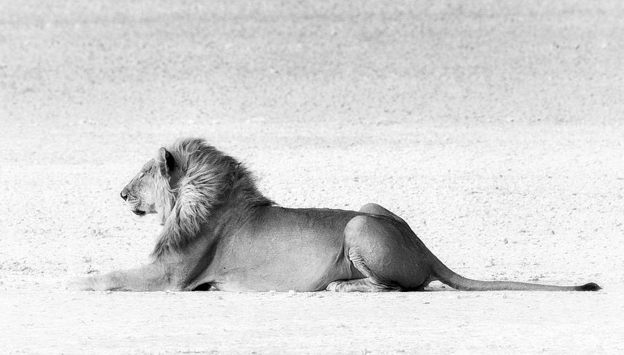 LION IN WAIT by RAND LION IN WAIT by RAND