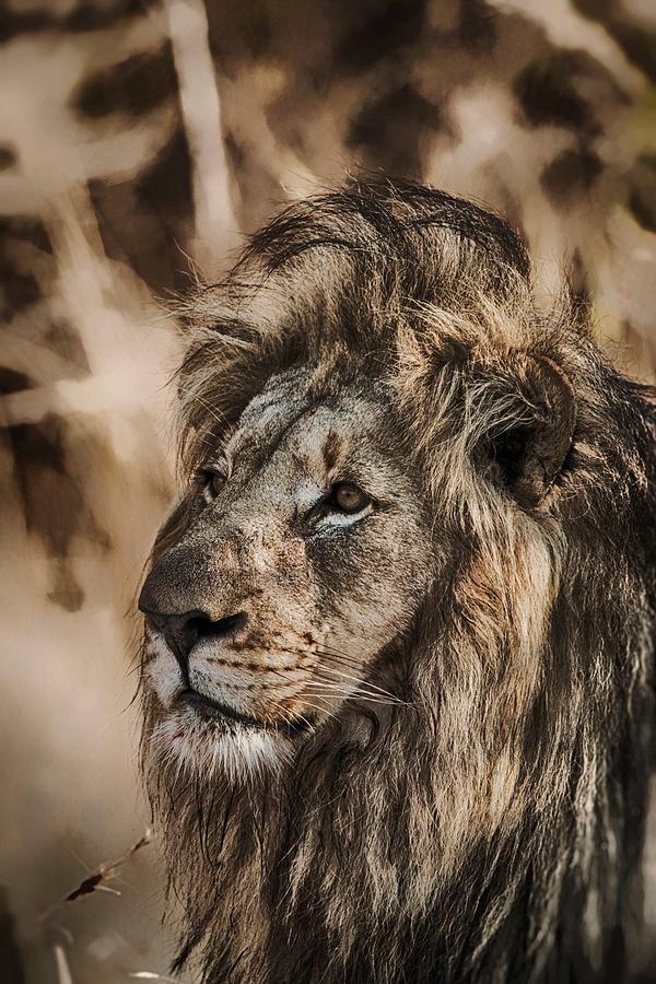 Prints Photograph - Lion by John Finch Prints Photograph - Lion by John Finch