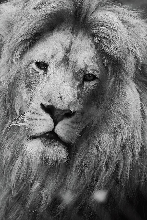 Lion Photograph by John Mckeen