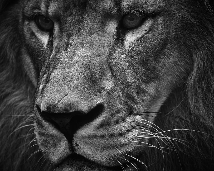 Lion Photograph by Kaneko Ryo