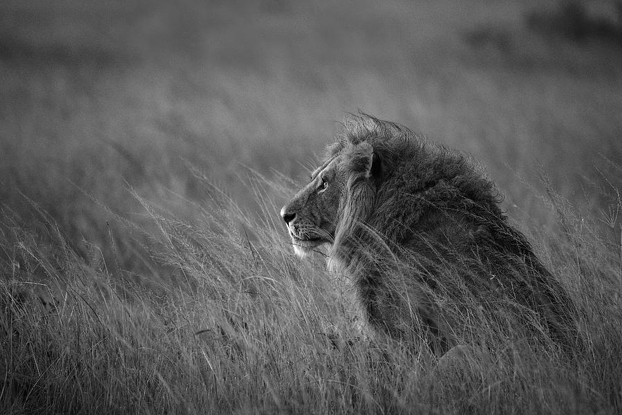 Black And White Photograph - Lion King by Anura Fernando