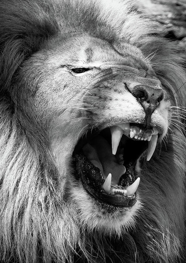 Lion King BW Photograph by Athena Mckinzie - Pixels