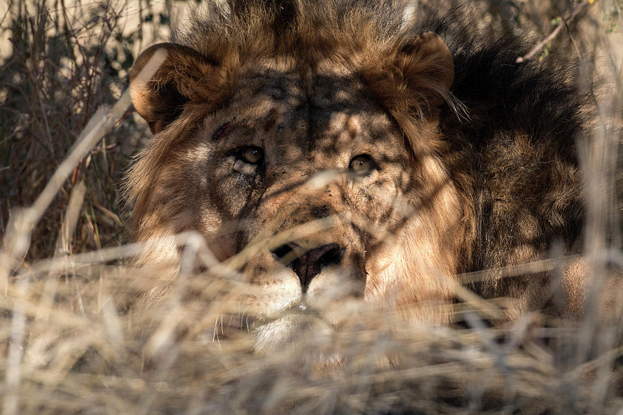 Lion King Photograph by Claudio Maioli