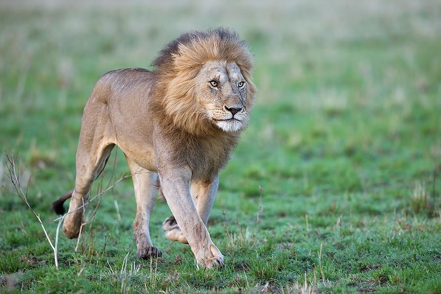 Wildlife Photograph - Lion King by Marco Pozzi