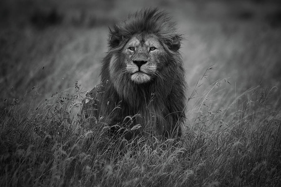 Lion King Photograph by Mohammed Alnaser