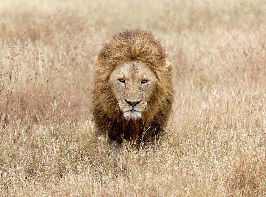 Lion King of Tanzania Photograph by June Jacobsen