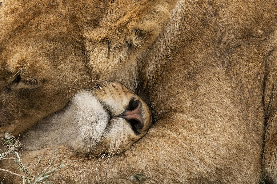 Nature Photograph - Lion Love by Bahaadeen Al Qazwini