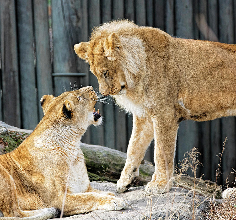Lion Love Photograph by Deborah Penland